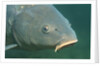 Carp head (Cyprinus carpio), Germany. by Anonymous