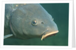 Carp head (Cyprinus carpio), Germany. by Anonymous
