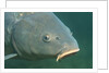 Carp head (Cyprinus carpio), Germany. by Anonymous