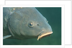 Carp head (Cyprinus carpio), Germany. by Anonymous