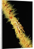 Gorgonian Crab (Xenocarcinus tuberculatus), Indonesia, Indo-Pacific Ocean. by Anonymous