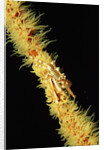 Gorgonian Crab (Xenocarcinus tuberculatus), Indonesia, Indo-Pacific Ocean. by Anonymous