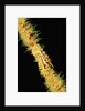 Gorgonian Crab (Xenocarcinus tuberculatus), Indonesia, Indo-Pacific Ocean. by Anonymous