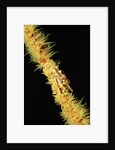 Gorgonian Crab (Xenocarcinus tuberculatus), Indonesia, Indo-Pacific Ocean. by Anonymous