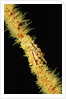 Gorgonian Crab (Xenocarcinus tuberculatus), Indonesia, Indo-Pacific Ocean. by Anonymous