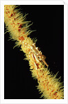Gorgonian Crab (Xenocarcinus tuberculatus), Indonesia, Indo-Pacific Ocean. by Anonymous