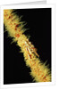 Gorgonian Crab (Xenocarcinus tuberculatus), Indonesia, Indo-Pacific Ocean. by Anonymous