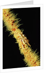 Gorgonian Crab (Xenocarcinus tuberculatus), Indonesia, Indo-Pacific Ocean. by Anonymous