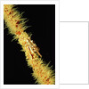 Gorgonian Crab (Xenocarcinus tuberculatus), Indonesia, Indo-Pacific Ocean. by Anonymous