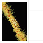 Gorgonian Crab (Xenocarcinus tuberculatus), Indonesia, Indo-Pacific Ocean. by Anonymous