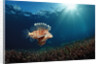 Lionfish or Turkeyfish (Pterois volitans), Indonesia. by Anonymous