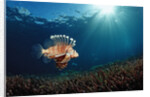 Lionfish or Turkeyfish (Pterois volitans), Indonesia. by Anonymous