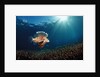 Lionfish or Turkeyfish (Pterois volitans), Indonesia. by Anonymous