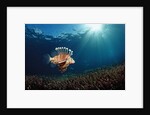 Lionfish or Turkeyfish (Pterois volitans), Indonesia. by Anonymous