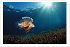 Lionfish or Turkeyfish (Pterois volitans), Indonesia. by Anonymous