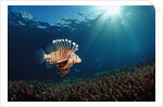 Lionfish or Turkeyfish (Pterois volitans), Indonesia. by Anonymous