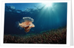 Lionfish or Turkeyfish (Pterois volitans), Indonesia. by Anonymous