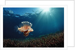 Lionfish or Turkeyfish (Pterois volitans), Indonesia. by Anonymous