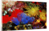 Blue Sea Squirts or Tunicates (Dendrophillia) and Yellow Cave Coral (Tubastrea) by Anonymous