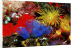 Blue Sea Squirts or Tunicates (Dendrophillia) and Yellow Cave Coral (Tubastrea) by Anonymous