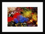 Blue Sea Squirts or Tunicates (Dendrophillia) and Yellow Cave Coral (Tubastrea) by Anonymous