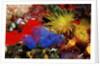 Blue Sea Squirts or Tunicates (Dendrophillia) and Yellow Cave Coral (Tubastrea) by Anonymous
