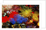 Blue Sea Squirts or Tunicates (Dendrophillia) and Yellow Cave Coral (Tubastrea) by Anonymous