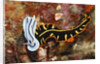 Marine Flatworm and a Sea Slug or Nudibranch (Chromodoris willani) by Anonymous