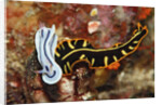 Marine Flatworm and a Sea Slug or Nudibranch (Chromodoris willani) by Anonymous