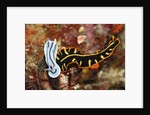 Marine Flatworm and a Sea Slug or Nudibranch (Chromodoris willani) by Anonymous