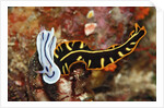 Marine Flatworm and a Sea Slug or Nudibranch (Chromodoris willani) by Anonymous