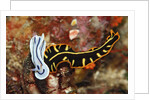 Marine Flatworm and a Sea Slug or Nudibranch (Chromodoris willani) by Anonymous