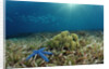 Blue Starfish (Linckia), Corals, and Sea Grass, Indonesia, Sulawesi, Indian Ocean. by Anonymous
