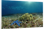 Blue Starfish (Linckia), Corals, and Sea Grass, Indonesia, Sulawesi, Indian Ocean. by Anonymous