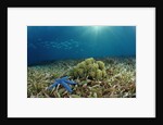 Blue Starfish (Linckia), Corals, and Sea Grass, Indonesia, Sulawesi, Indian Ocean. by Anonymous