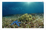 Blue Starfish (Linckia), Corals, and Sea Grass, Indonesia, Sulawesi, Indian Ocean. by Anonymous