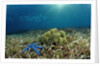 Blue Starfish (Linckia), Corals, and Sea Grass, Indonesia, Sulawesi, Indian Ocean. by Anonymous