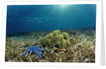 Blue Starfish (Linckia), Corals, and Sea Grass, Indonesia, Sulawesi, Indian Ocean. by Anonymous