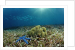 Blue Starfish (Linckia), Corals, and Sea Grass, Indonesia, Sulawesi, Indian Ocean. by Anonymous