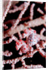 Two Pigmy-Seahorses (Hippocampus bargibanti) on a Sea Fan, Komodo National Park, Indian Ocean. by Anonymous