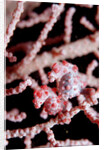 Two Pigmy-Seahorses (Hippocampus bargibanti) on a Sea Fan, Komodo National Park, Indian Ocean. by Anonymous