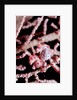 Two Pigmy-Seahorses (Hippocampus bargibanti) on a Sea Fan, Komodo National Park, Indian Ocean. by Anonymous
