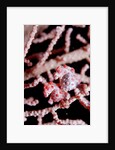 Two Pigmy-Seahorses (Hippocampus bargibanti) on a Sea Fan, Komodo National Park, Indian Ocean. by Anonymous