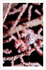 Two Pigmy-Seahorses (Hippocampus bargibanti) on a Sea Fan, Komodo National Park, Indian Ocean. by Anonymous