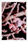 Two Pigmy-Seahorses (Hippocampus bargibanti) on a Sea Fan, Komodo National Park, Indian Ocean. by Anonymous