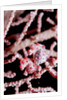 Two Pigmy-Seahorses (Hippocampus bargibanti) on a Sea Fan, Komodo National Park, Indian Ocean. by Anonymous