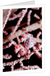 Two Pigmy-Seahorses (Hippocampus bargibanti) on a Sea Fan, Komodo National Park, Indian Ocean. by Anonymous