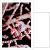 Two Pigmy-Seahorses (Hippocampus bargibanti) on a Sea Fan, Komodo National Park, Indian Ocean. by Anonymous
