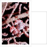 Two Pigmy-Seahorses (Hippocampus bargibanti) on a Sea Fan, Komodo National Park, Indian Ocean. by Anonymous