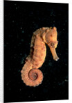 Longsnout Seahorse (Hippocampus reidi), Pacific Ocean. by Anonymous